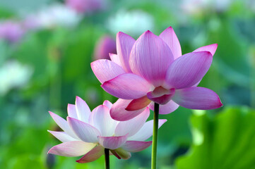 Blossoming lotus flowers