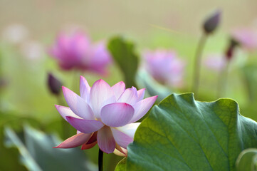 Obraz premium Blossoming lotus flowers