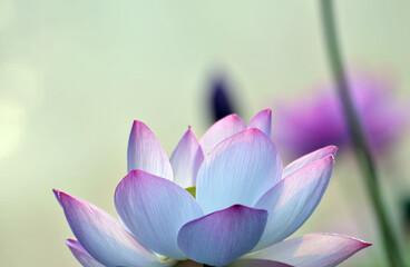 Blossoming lotus flowers