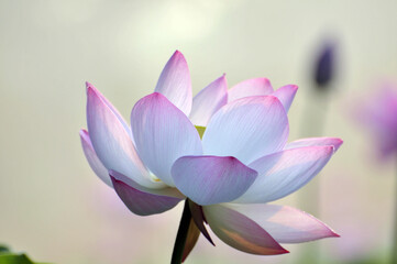 Blossoming lotus flowers