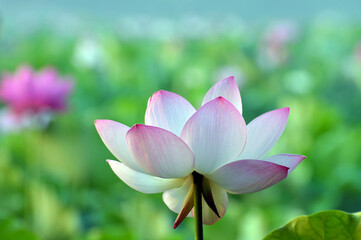 Blossoming lotus flowers