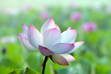 Blossoming lotus flowers