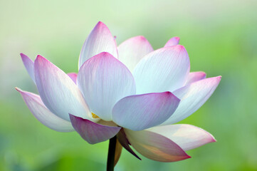 Blossoming lotus flowers