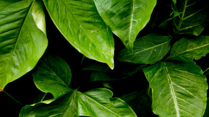 Tropical green leaf, nature dark backgrounds.