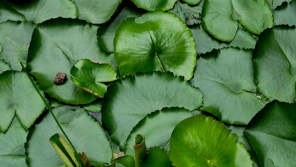 green water lily dark nature background. blooming on water surface