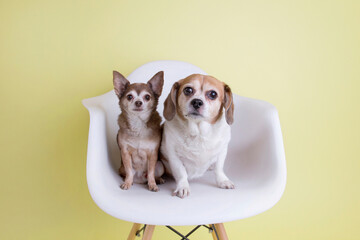 Two best puppy friends sit cozy in futuristic white chair for pet portraits on solid pastel yellow background