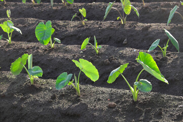 里芋の畑（植え付け直後）