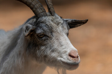 The American Pygmy goat is an American breed of achondroplastic goat.