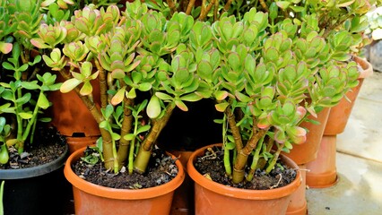 Beautiful plants of Cotyledon orbiculata in Nursery garden pot commonly known as pigs or dogs ear or round leafed navel wort - obrazy, fototapety, plakaty