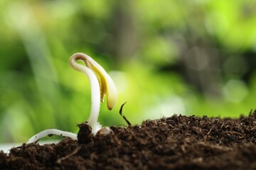 Seedling are sprouting from fertile ground.