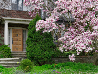 Fototapeta na wymiar Front door of house with beautiful magnolia tree in bloom