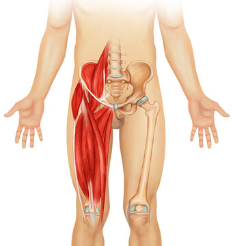 Leg muscle anatomy medical illustration 