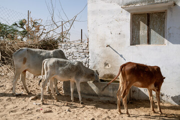 Cows drinking water in Pushkar, India