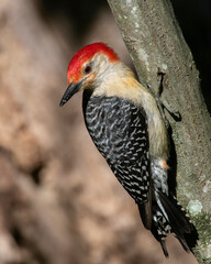 Red-bellied Woodpecker