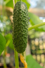 ripening green cucumbers harvest growing on branch in greenhouse,fresh healthy natural homegrown vegetables cultivation, organic farming local produce, Agriculture in countryside lifestyle. copy space