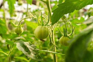 Unripe plum Green heirloom tomatoes ripening on vine bush growing in greenhouse. Organic Gardening farm, copy space.Horticulture, Vegetable harvest. eco friendly farming in countryside village.
