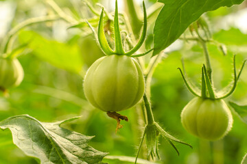 Unripe plum Green heirloom tomatoes ripening on vine bush growing in greenhouse. Organic Gardening farm, copy space.Horticulture, Vegetable harvest. eco friendly farming in countryside village.