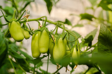Fresh Rows Green oval tomatoes on branch in organic farm garden. Unripe long plum homegrown tomato stem growing on vine in greenhouse. Autumn vegetable harvest on organic agriculture farm. Copy Space.