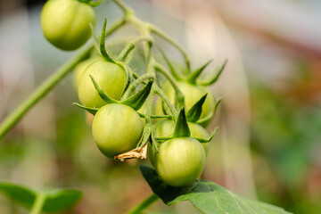 Fototapeta premium Unripe plum Green heirloom tomatoes ripening on vine bush growing in greenhouse. Organic Gardening farm, copy space.Horticulture, Vegetable harvest. eco friendly farming in countryside village.