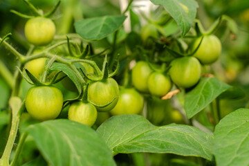 Unripe plum Green heirloom tomatoes ripening on vine bush growing in greenhouse. Organic Gardening farm, copy space.Horticulture, Vegetable harvest. eco friendly farming in countryside village.