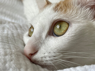 A kitten watches a window