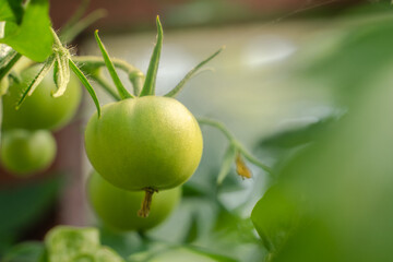 Unripe plum Green heirloom tomatoes ripening on vine bush growing in greenhouse. Organic Gardening farm, copy space.Horticulture, Vegetable harvest. eco friendly farming in countryside village.