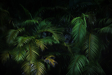 Dark green palm leaves forest background 