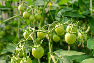 Unripe plum Green heirloom tomatoes ripening on vine bush growing in greenhouse. Organic Gardening farm, copy space.Horticulture, Vegetable harvest. eco friendly farming in countryside village.