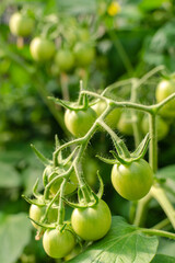 Unripe plum Green heirloom tomatoes ripening on vine bush growing in greenhouse. Organic Gardening farm, copy space.Horticulture, Vegetable harvest. eco friendly farming in countryside village.