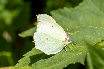 Ein Zitronenfalter in der Seitenansicht mit geschlossenen Flügeln auf einem grünen Bllatt