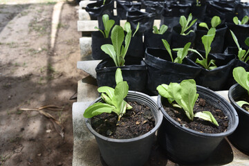 Group of Spinacia oleracea or  Spinach plant  on dirt in bllack pot, Green vegetable in the organic garden