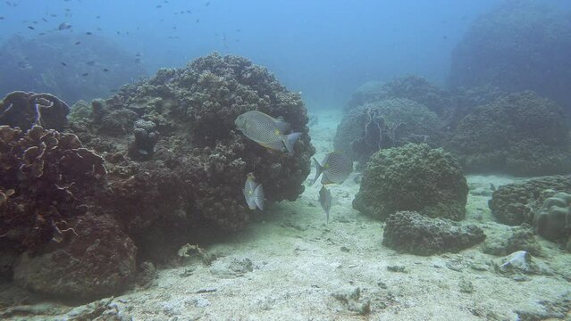 A flock of Siganus guttatus (Siganus guttatus) swims at the bottom of the sea among corals.