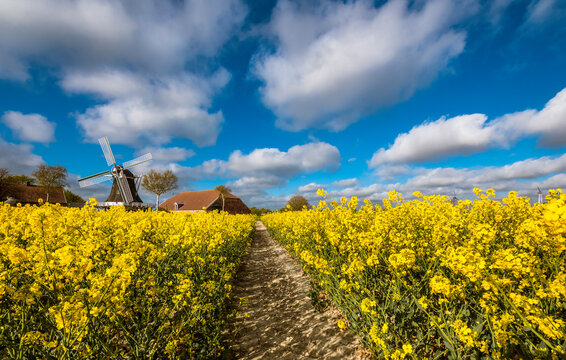 Rapsbl&uuml;te in Ostfriesland