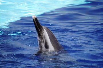 Obraz premium 元気なイルカ達