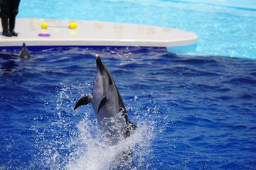 Obraz premium 元気なイルカ達