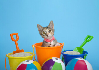 Tabby Calico kitten peeking out of an orang sand bucket with kitty litter in buckets with shovels, small colorful beach balls. Blue background.