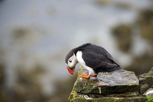 Papgeientaucher, puffin, lundi