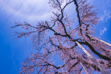 甲州市塩山の枝垂れ桜