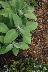 common sage (Salvia officinalis) herb plant in the garden