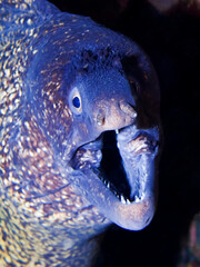 The face of a mediterranean moray eel in closeup, popular fish in aquaculture, marine life background