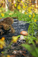 A boletus mushroom grows in the forest. Autumn still life, mushroom, tree and nature. Vertical photo.