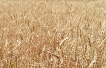 golden wheat field