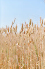 golden wheat field