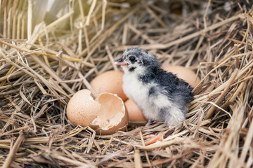 Newly born australorp chick that have just hatched from eggs with eggshells in the straw nest. - obrazy, fototapety, plakaty