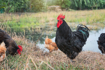 laying hen family and rooster black australorp are rummage in the hay in search of food on the edge of the field.