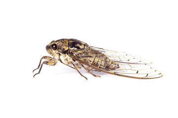 cicada isolated on white background