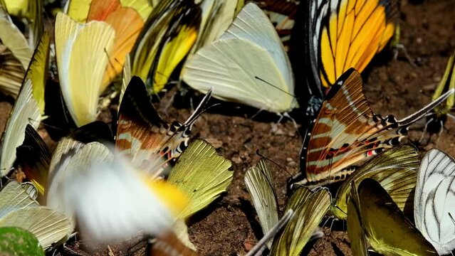 A zoom out of these beautifully marked butterflies along with the yellow ones, Spot Swordtail Graphium nomius, Kaeng Krachan National Park, Thailand.