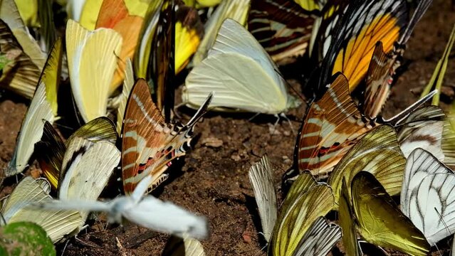 Seen together with some yellow butterflies, Spot Swordtail Graphium nomius, Kaeng Krachan National Park, Thailand.
