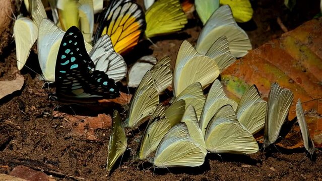 A Common Jay Graphium doson on the left side surrounded by yellow butterflies then the Spot Swordtail Graphium nomius arrives, Kaeng Krachan National Park, Thailand.