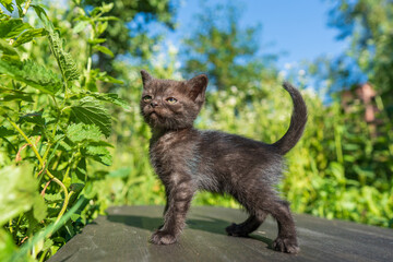 Newborn black gray kitten close up. Kitten at one month old of life on nature, outdoors